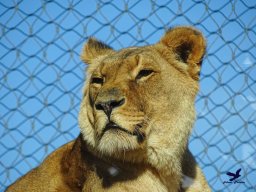 Tiergarten Schönbrunn am 20.10.2025